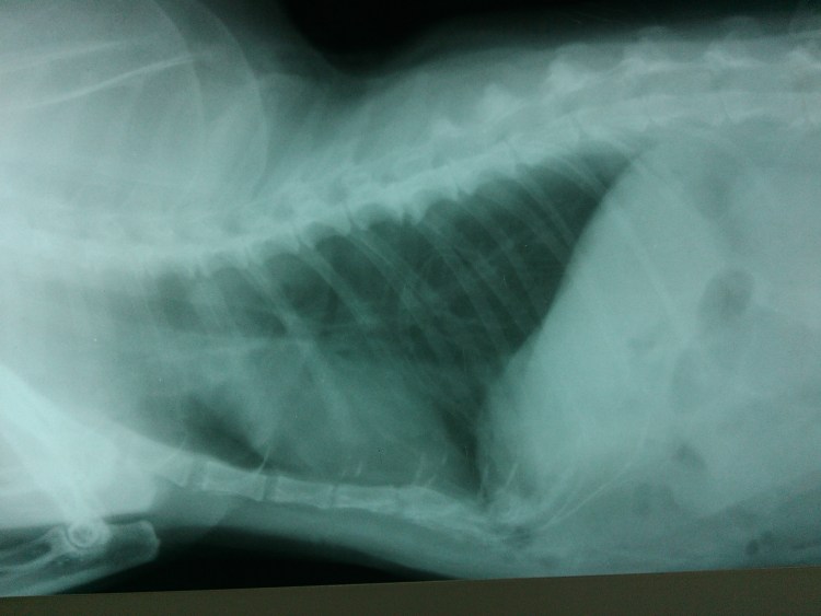 Рентген животных пищевода