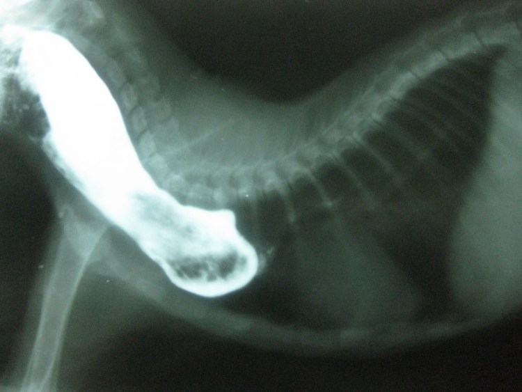 Вирусный перитонит кошек рентген