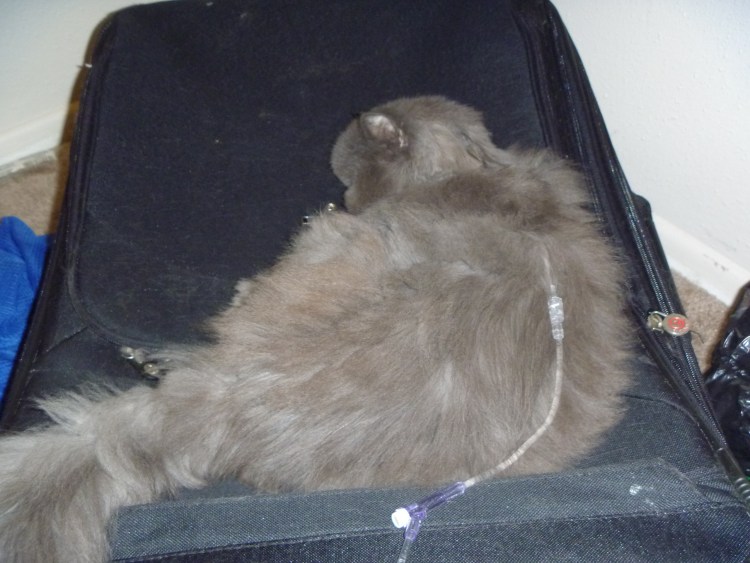 Послеоперационная грыжа у кошки