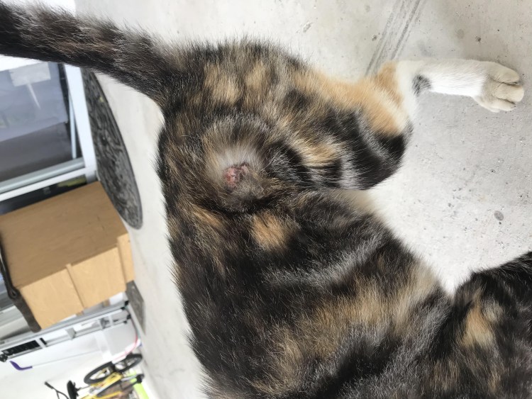 Рахит у кошек симптомы фото и лечение