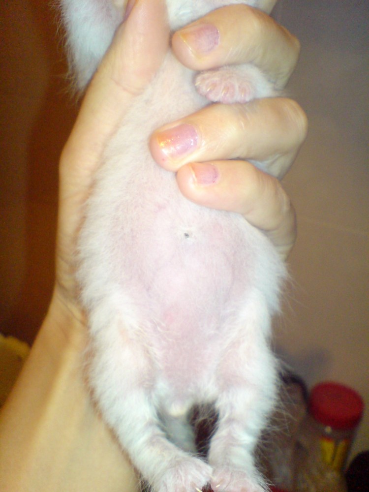 Диафрагмальная грыжа у животных