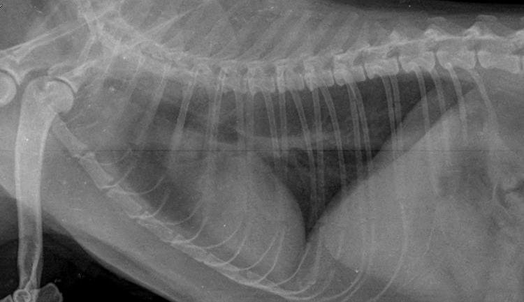 У котенка большой животик