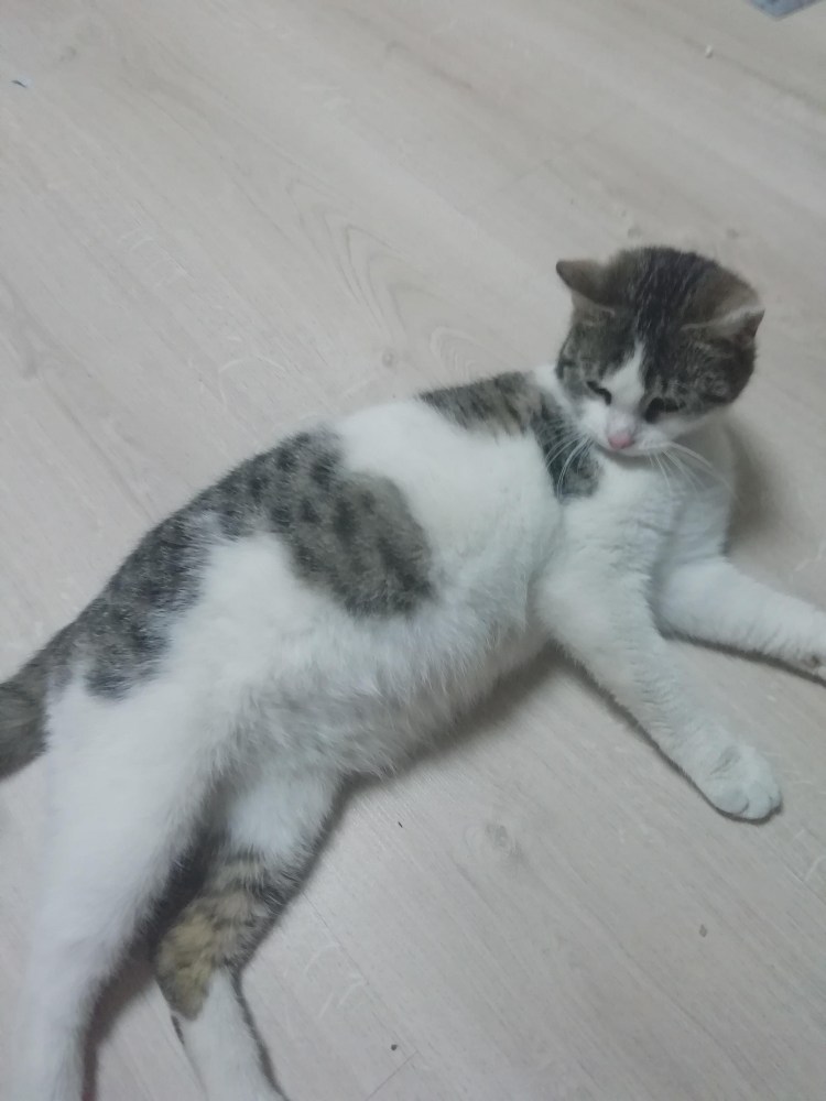 Диафрагмальная грыжа у кошки рентген