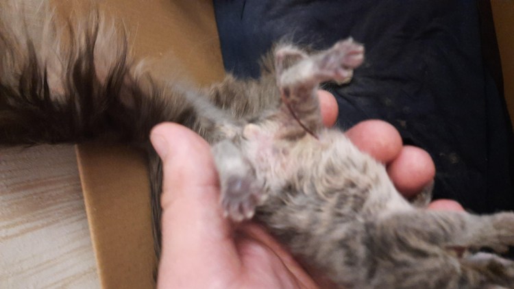 Диафрагмальная грыжа у собаки рентген