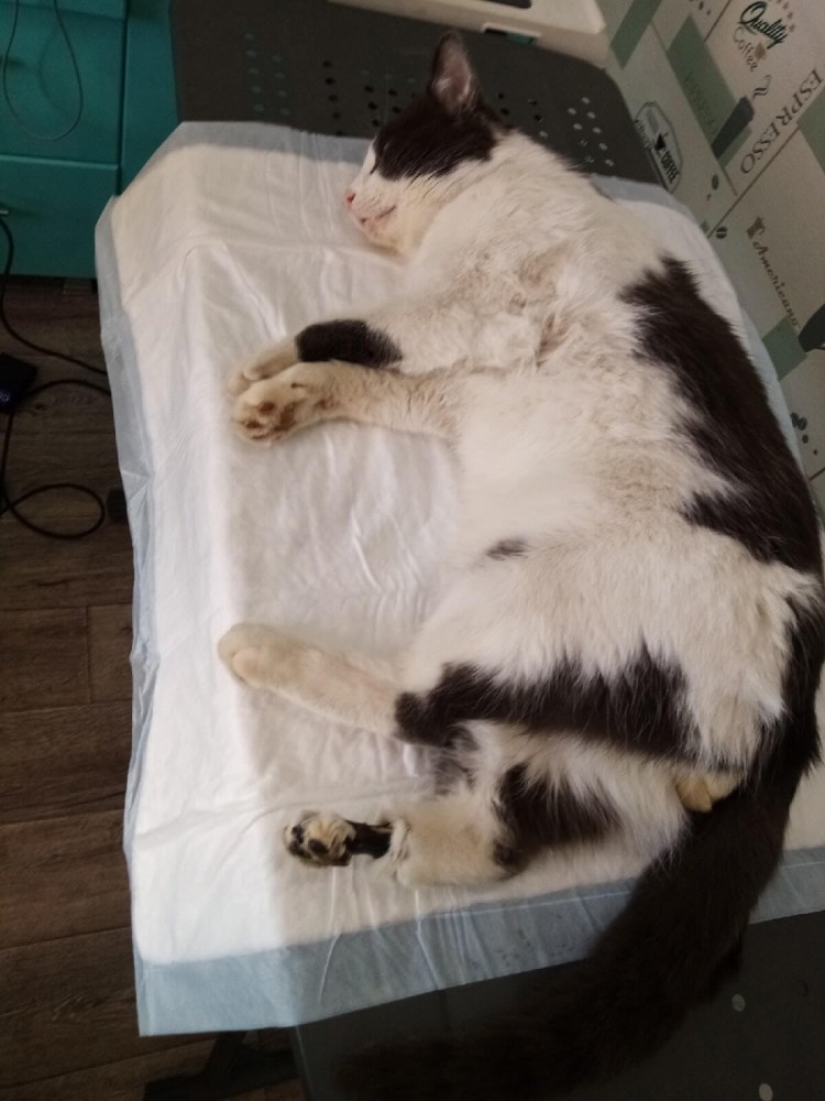 Ветеринар с кошкой