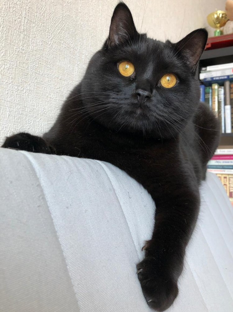 Британский прямоухий кот черный