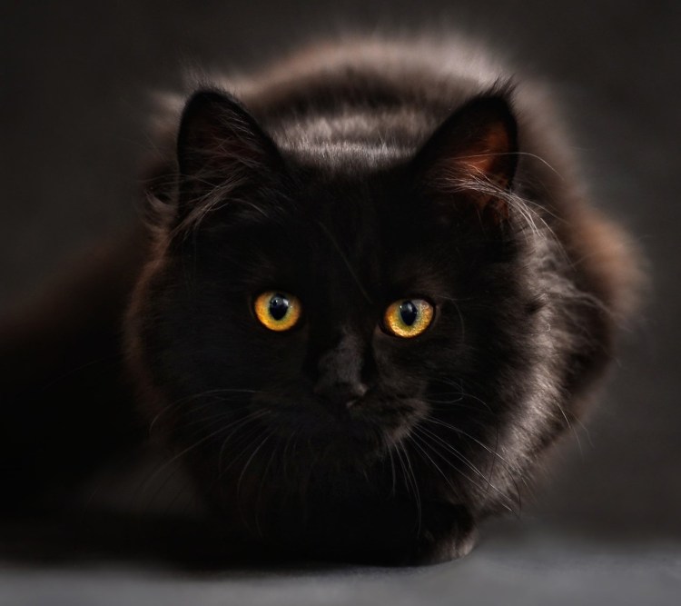 Скоттиш страйт кошка черная