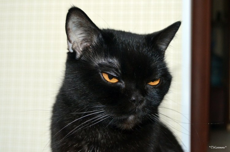 Британец кошка черная