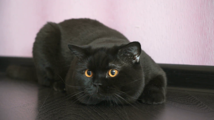 Шотландская вислоухая кошка черная