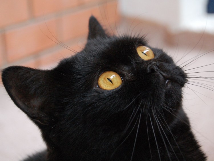 Черные коты