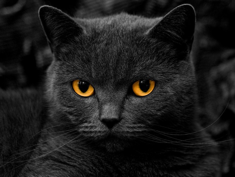 Шартрез кошка черная