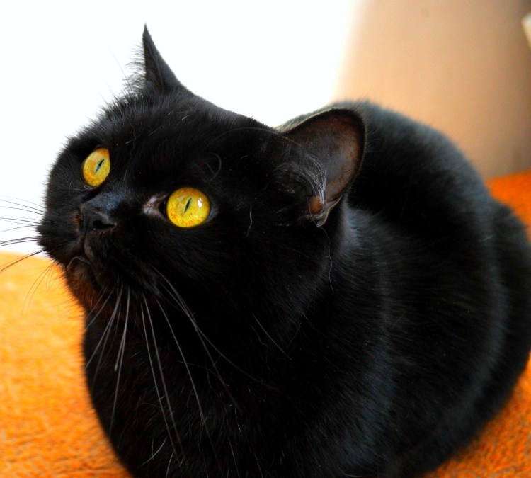 Европейская короткошерстная кошка черная