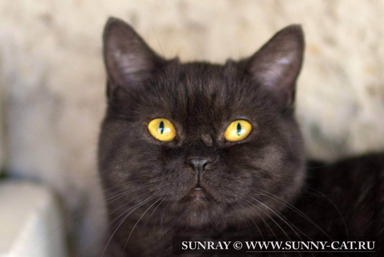 Черный дымчатый британец