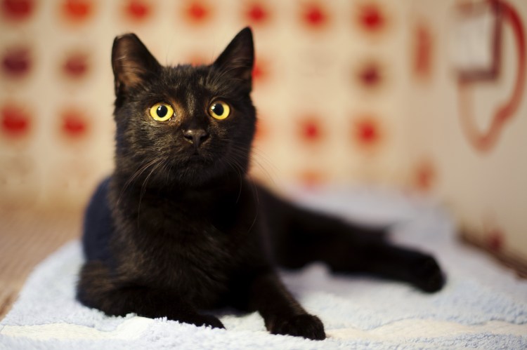 Бирманская кошка черная короткошерстная