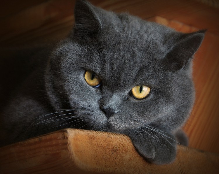 Шотландская короткошерстная черная