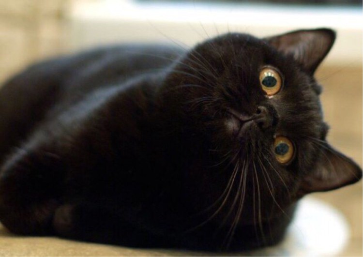 Кот Корат черный