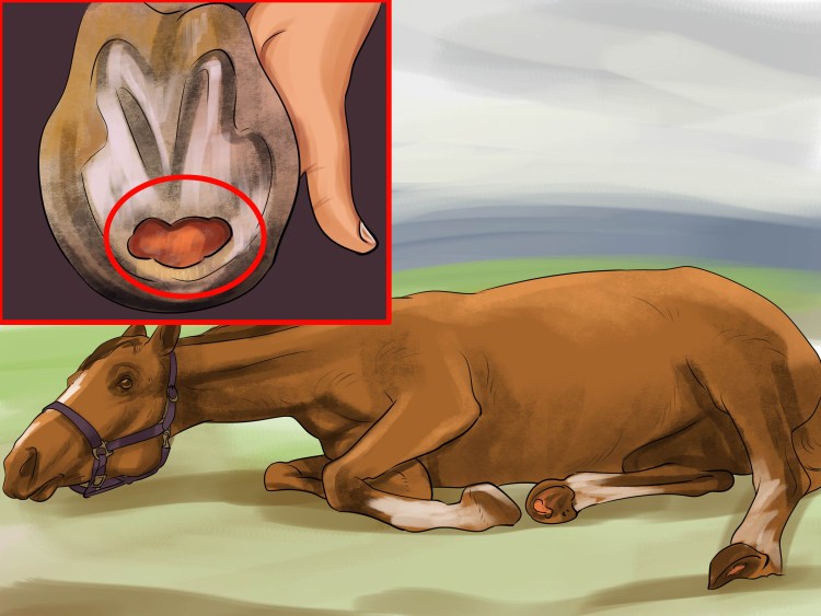 Заворот желудка у собаки симптомы