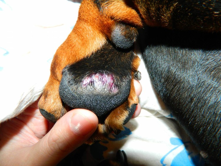 Постинъекционная саркома у собак