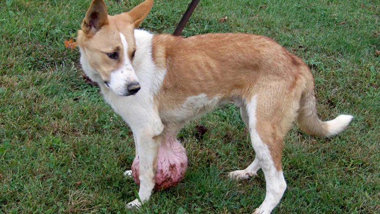 Перианальная грыжа у собак