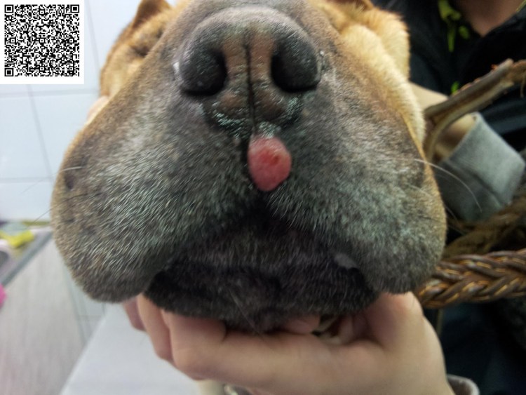 Абсцесс параанальных желез у кота