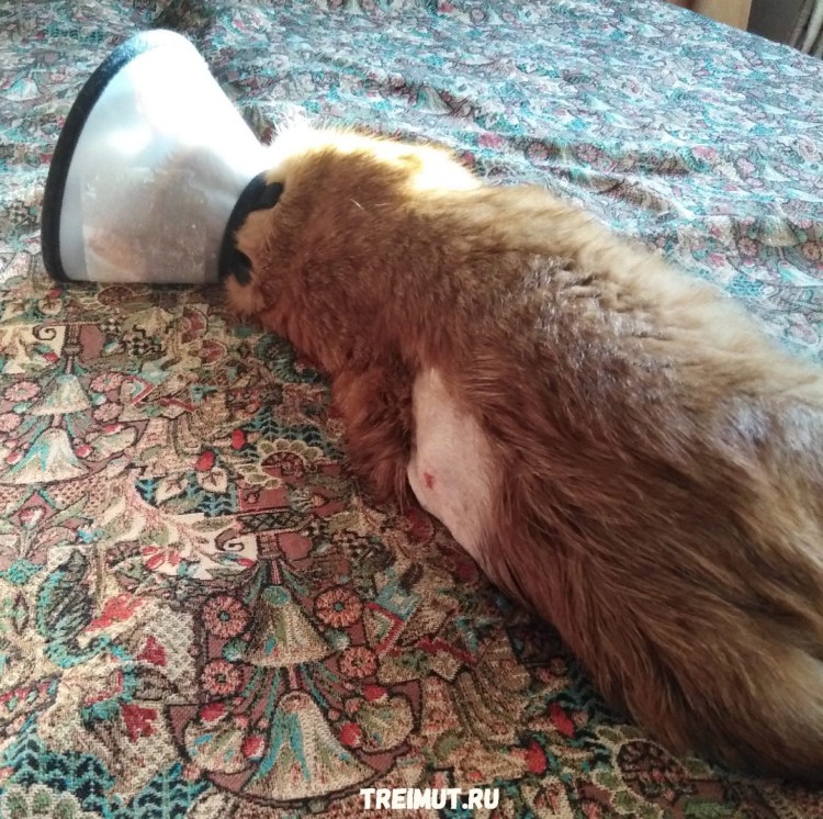 Зубной камень у соаюау