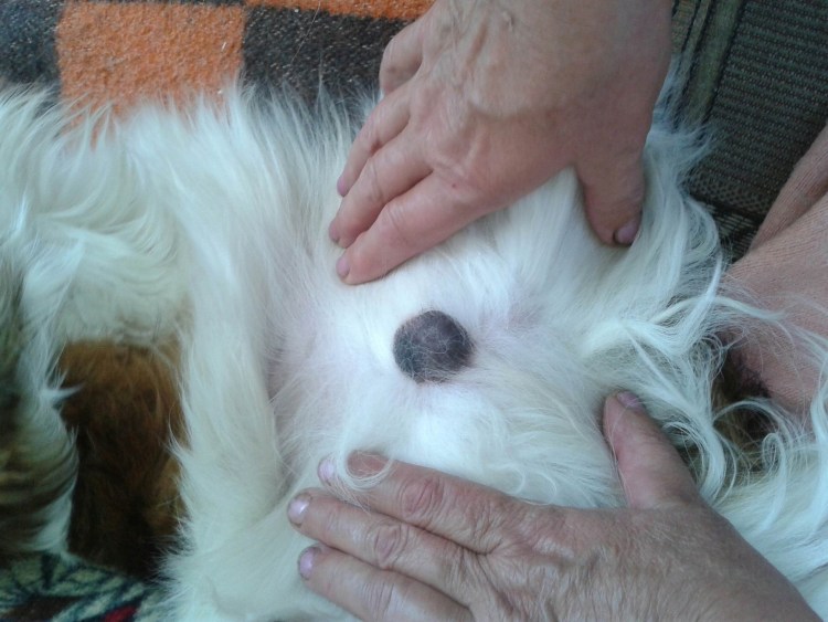 Абсцесс у морской свинки