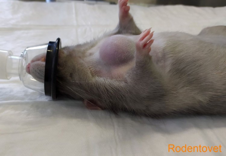 Вакцинация животных на белом фоне