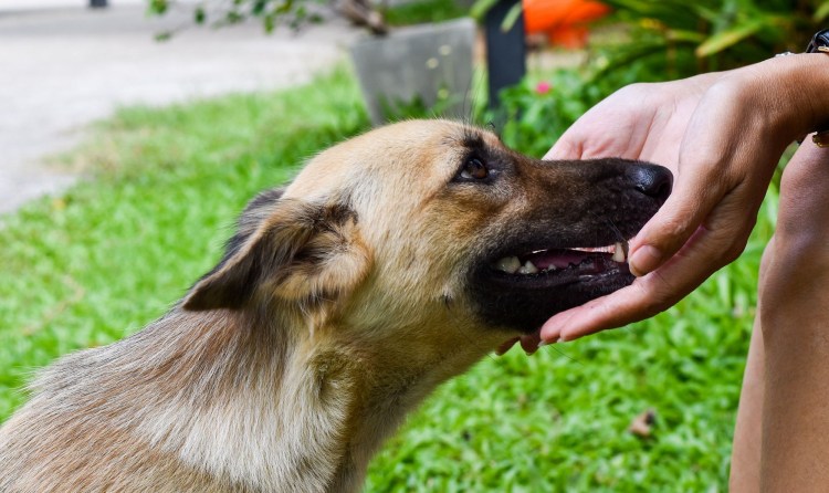 Параанальные железы у собак