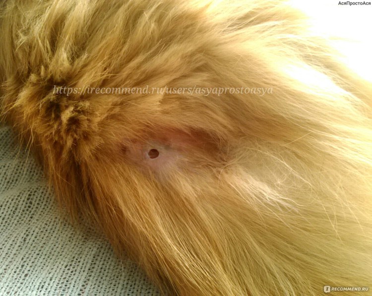 Фолликулярный конъюнктивит у собак