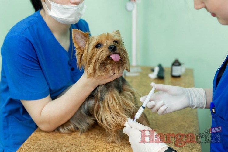 Профилактика кетоза КРС