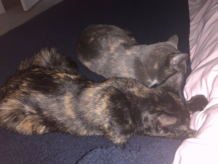 Бугорок у кота на голове