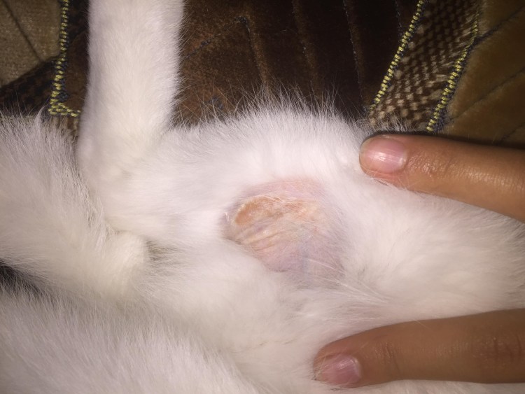 Саркоптоз демодекоз нотоэдроз