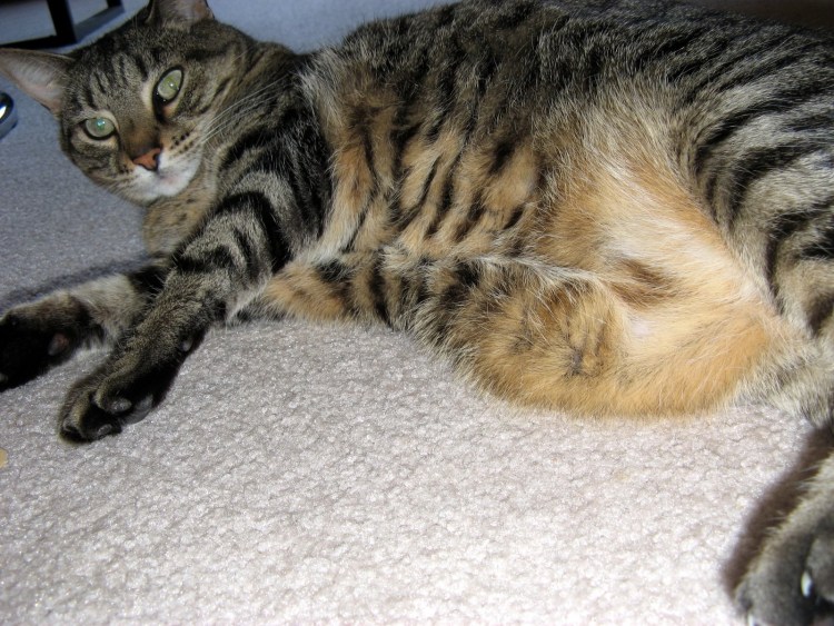 Инфекционный перитонит кошек ФИП