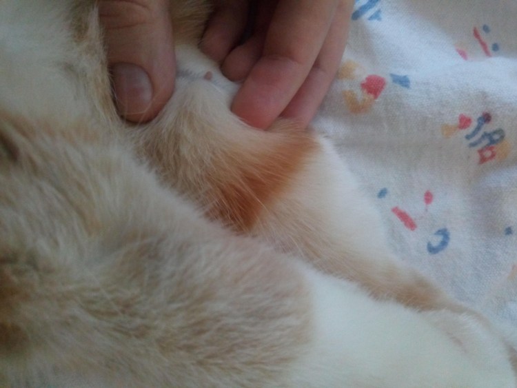 Жировик у кошки на животе