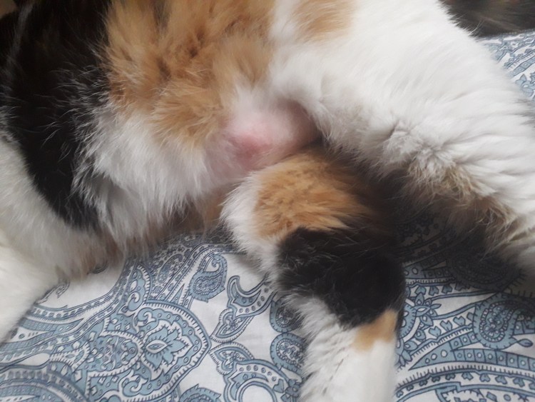 Стригущий лишай у кошек на животе