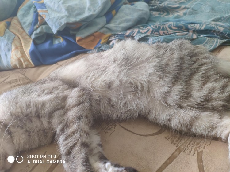 Новообразования у кошек