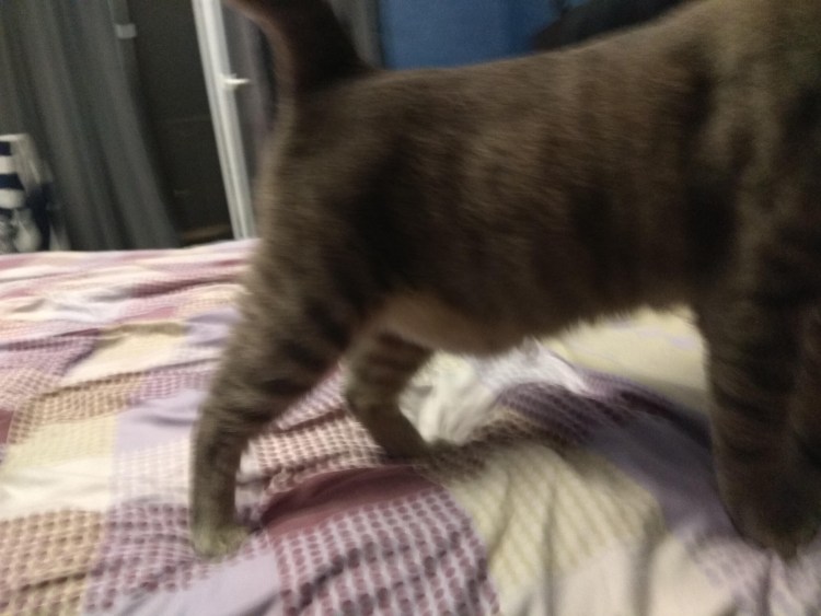 Шишечка на холке у кота