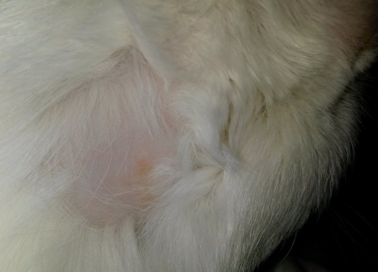 Новообразования у кошек