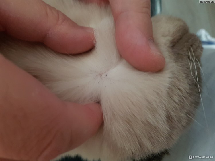 Шишечка на животе у котенка