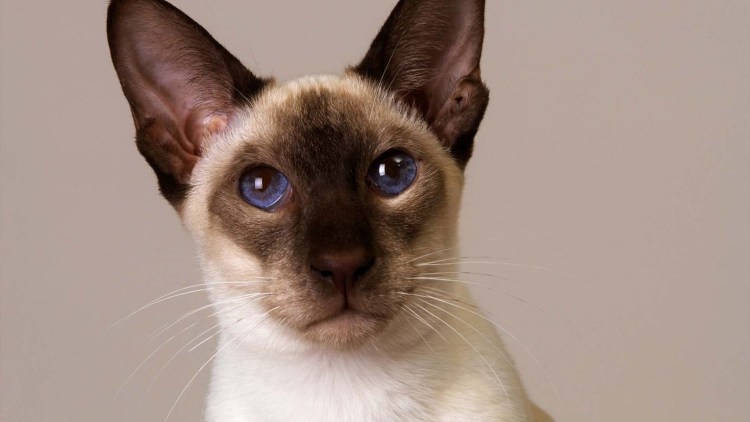 Сиамский Петерболд