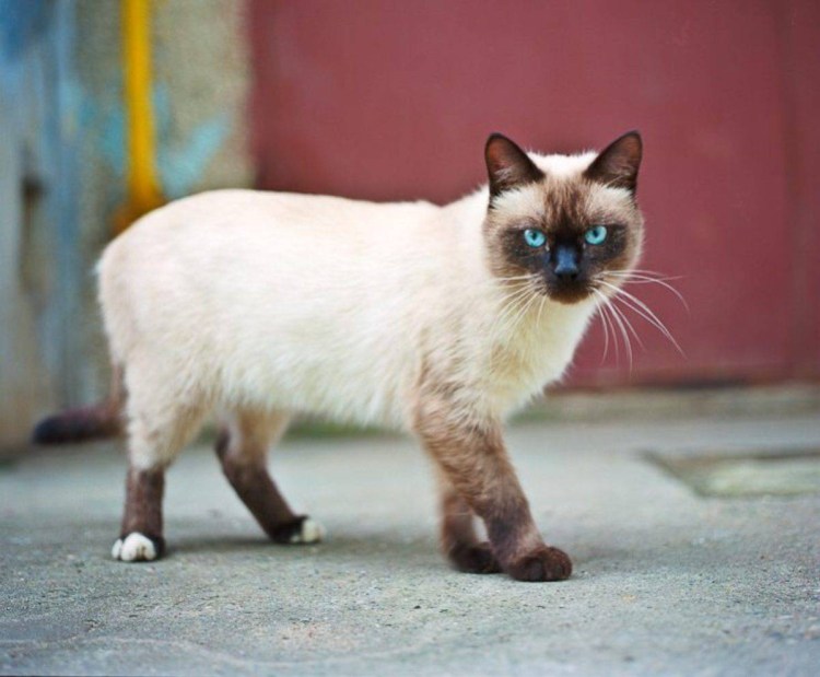 Тайская Сиамская кошка белая