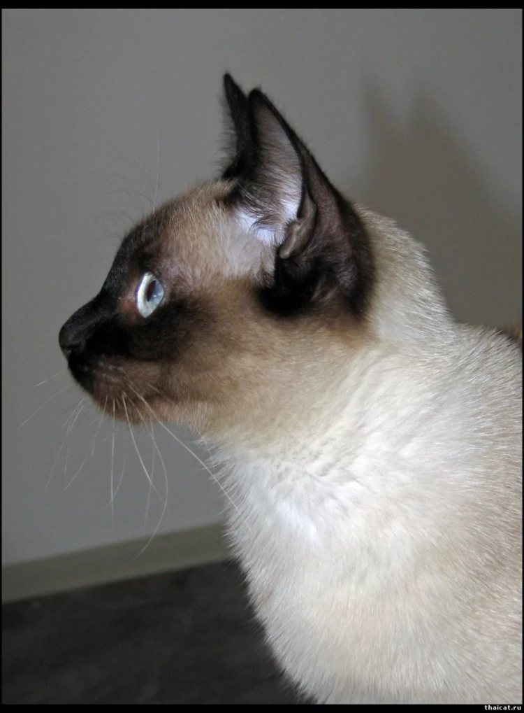 Сиамский и тайский кот