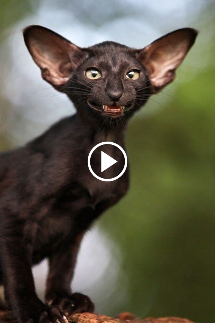 Кот породы Ориентал