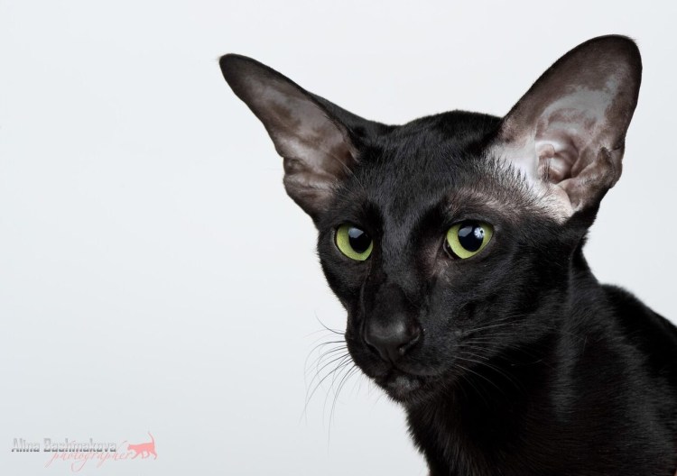 Ориентальная кошка