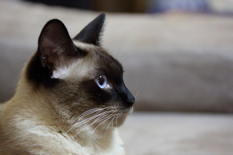 Королевский сиамский кот