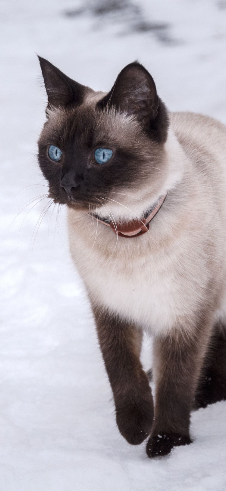 Тайская голубая кошка