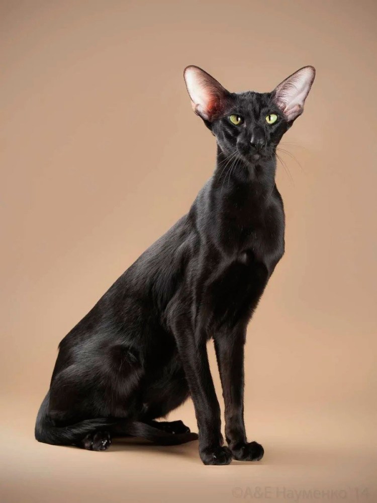 Ориентальная кошка