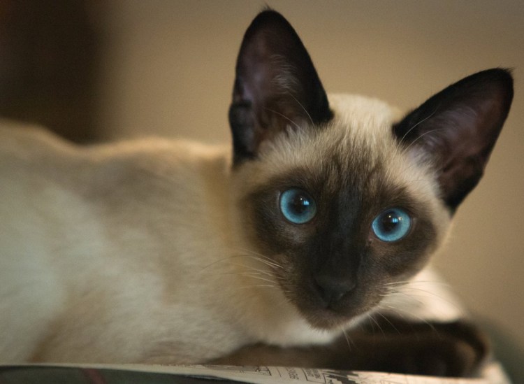 Сиамская кошка