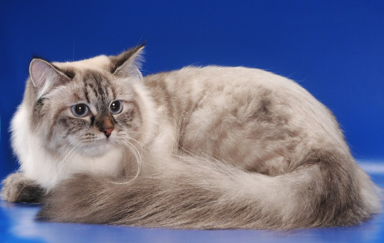 Невса я маскарадная кошка