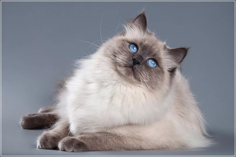 Невская маскарадная кошка